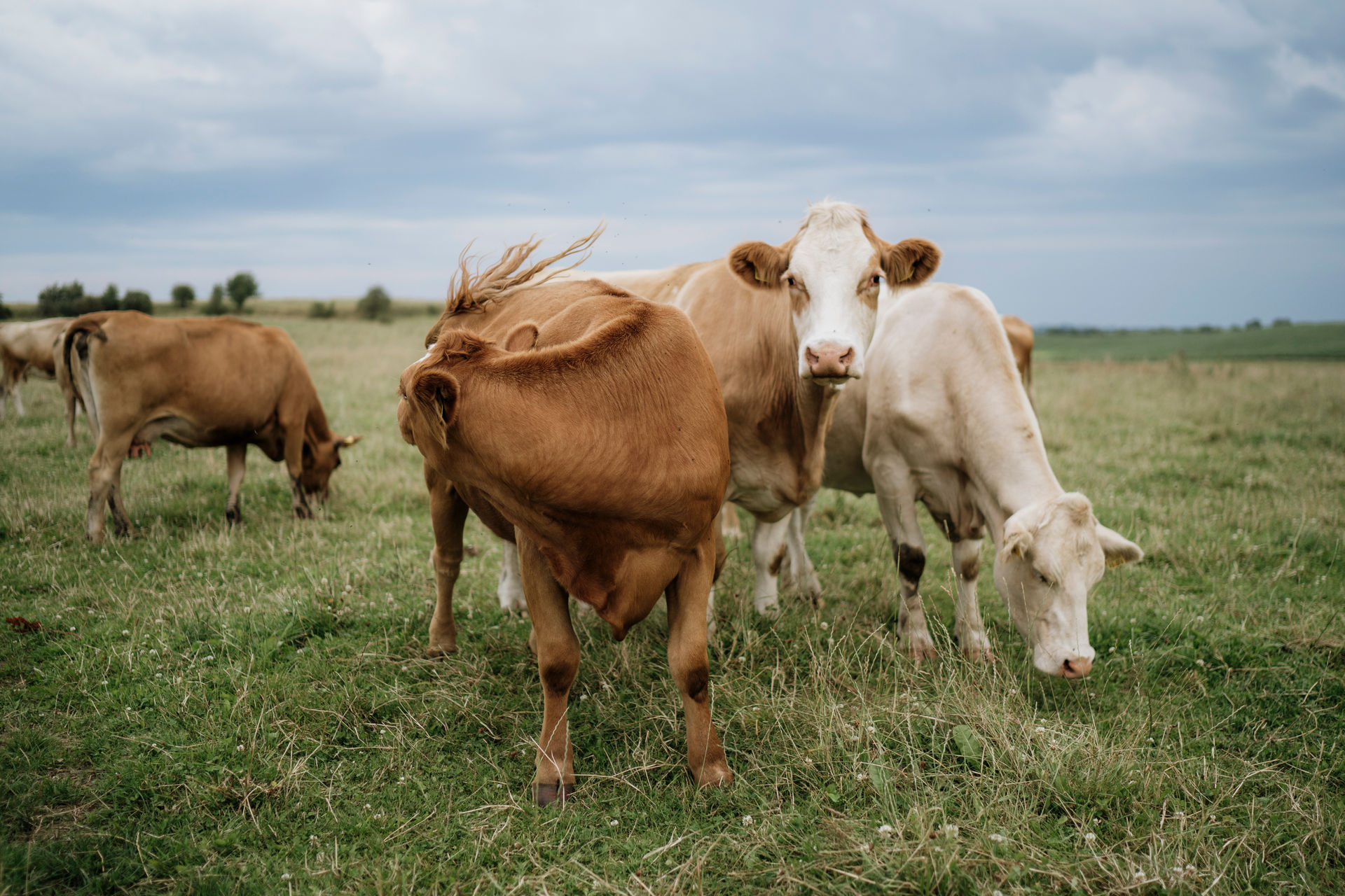 Ein paar Kühe auf einer Weide